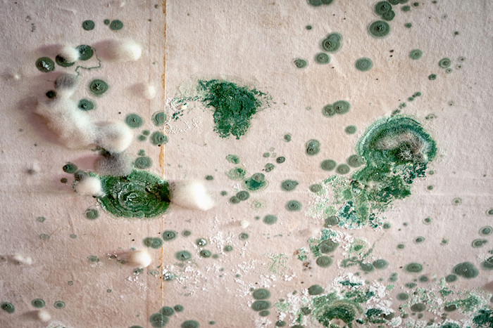 Green and white mold on a wall. Quick disaster clean-up and restoration services available.