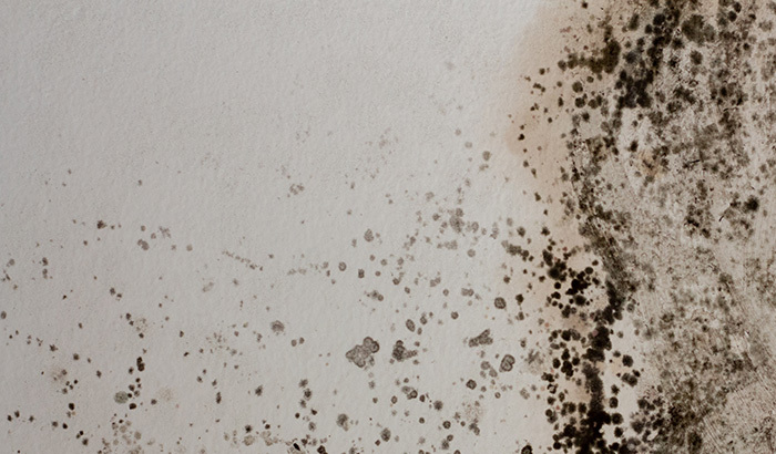 Here's What To Do If You Find Mold In Your Home