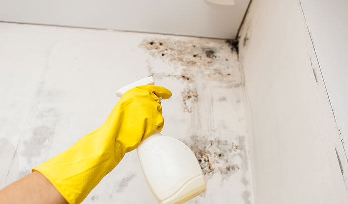 How to Kill Mold: Our Expert Advice