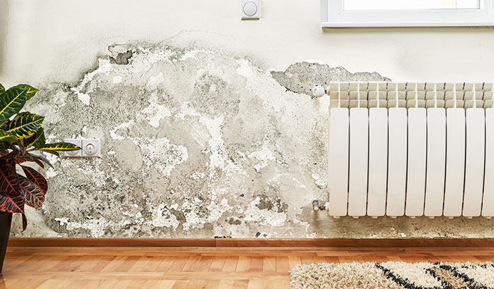 Signs You Have Mold Poisoning - In Your Home and Body