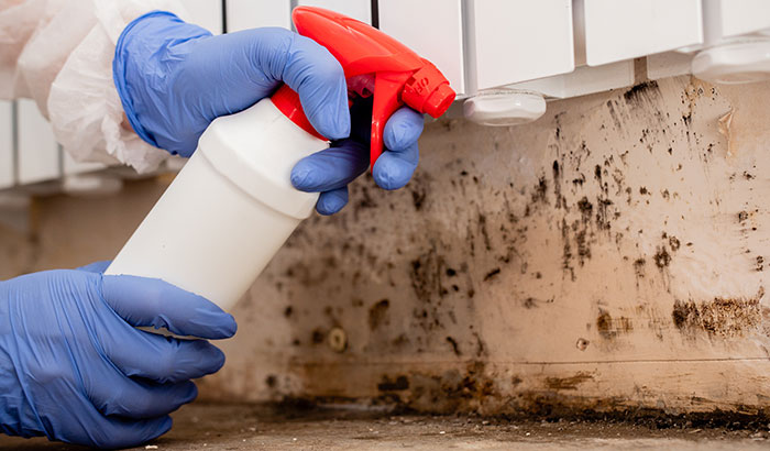 5 Tips to Prevent Mold In Your Home