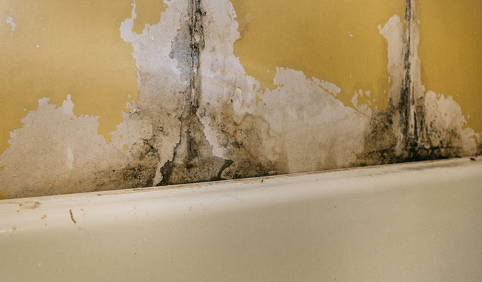 I Have Mold On My Bathroom Walls: What Do I Do?