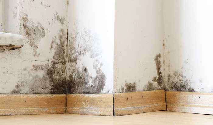 How Serious Is Water Damage And Mold?