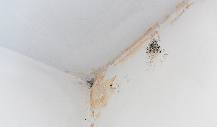 How to Repair Black Mold Damage: Do I Really Need to Hire a Professional Team?