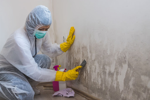 Using a Professional Service for Mold Remediation