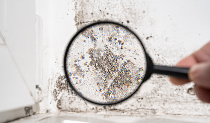 Here's What Happens if You Ignore Mold Damage