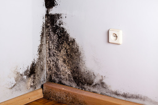 Signs of hidden mold in your home