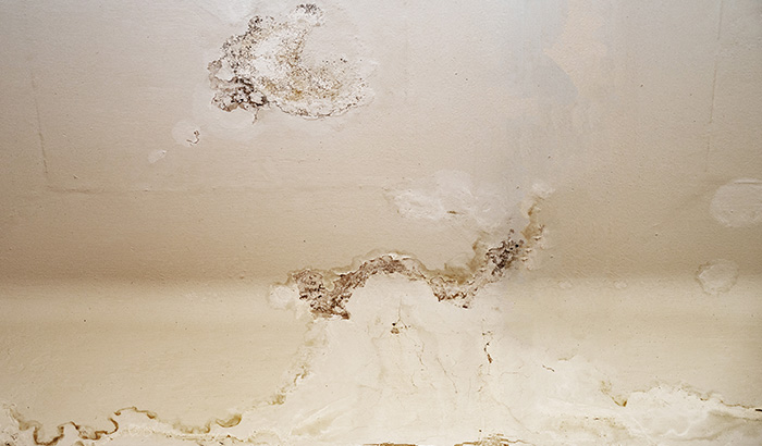 Hidden Mold: Signs, Detection, and Prevention