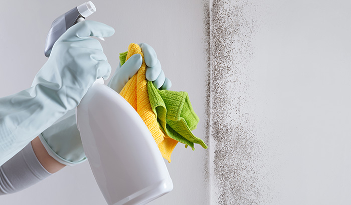 Mold Cleanup and Restoration: Here’s What to Expect